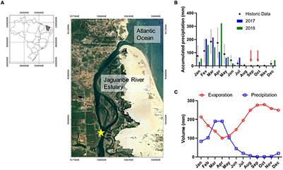 Eutrophication Amplifies the Diel Variability of Carbonate Chemistry in an Equatorial, Semi-Arid, and Negative Estuary